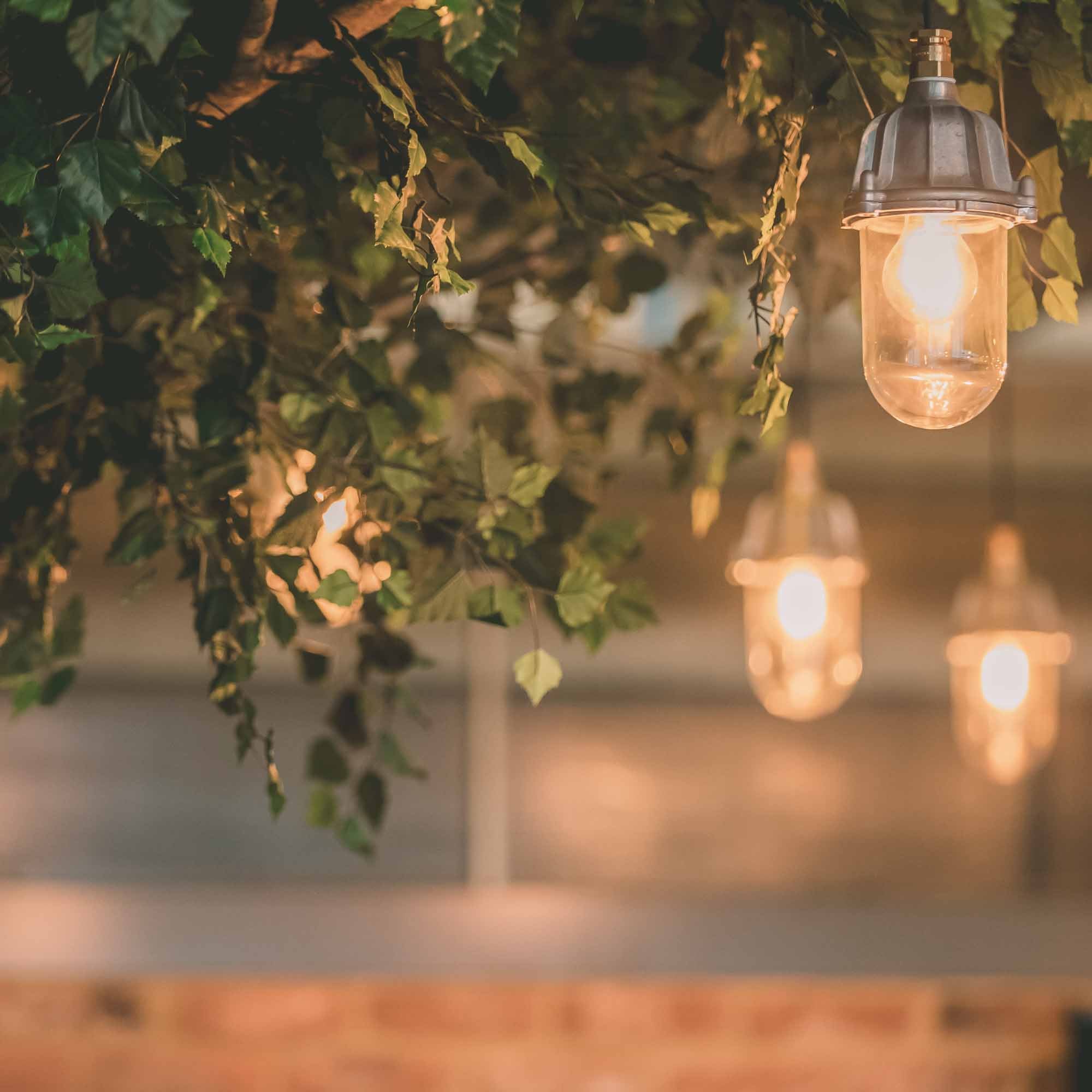 Rose Garden - Nations Championship - England v Australia - Sun 8 Nov 2026 - Image 5